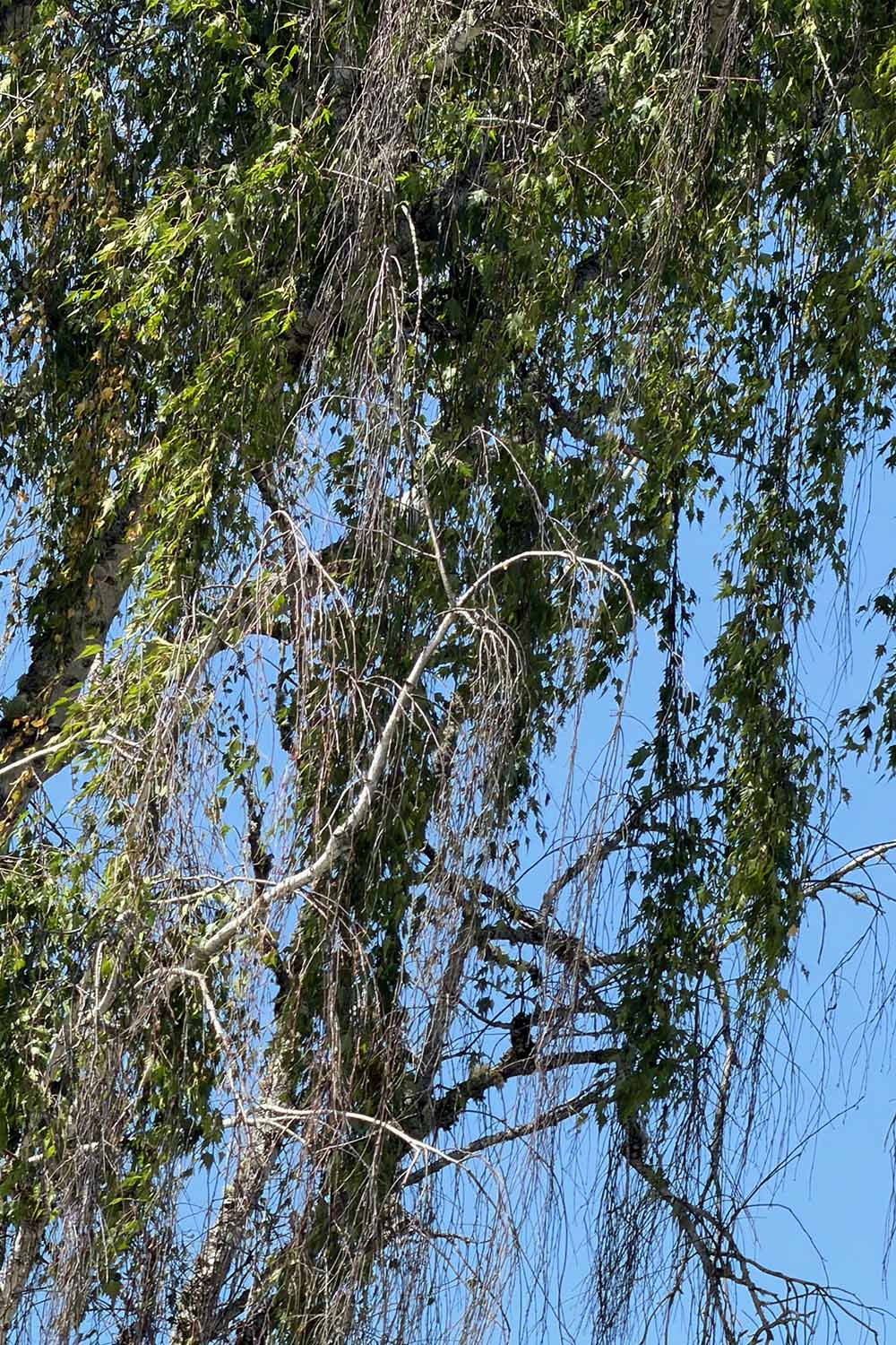 A vertical image of a birch tree exhibiting dieback in the canopy pictured on a blue sky background.