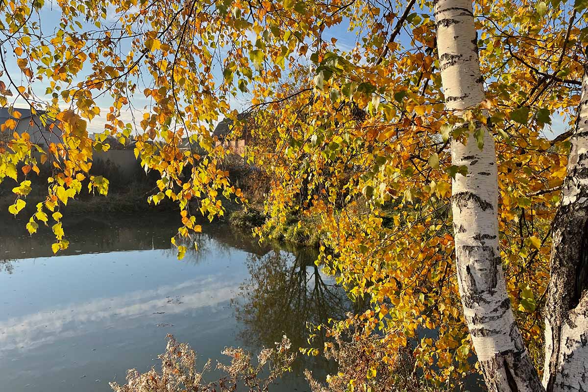 A close up horizontal image of the view over a lake with yellow foliage in the foreground.