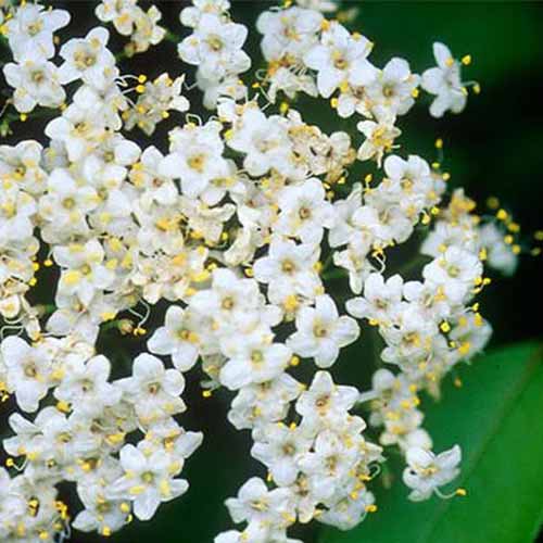 A close up square image of the white flowers of a blackhaw viburnum pictured on a soft focus background.