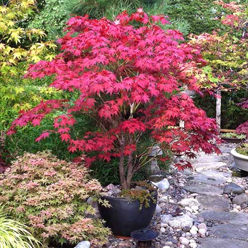 A close up square image of a 'Bloodgood' Japanese maple growing in a large ceramic pot in a formal garden next to a stone pathway.
