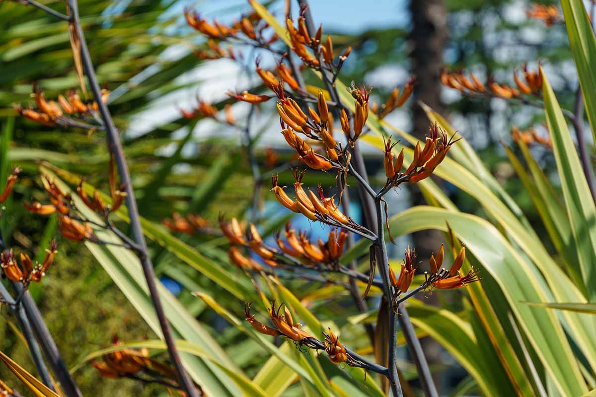 A close up horizontal image of the orange flowers of a New Zealand flax plant pictured in light sunshine.