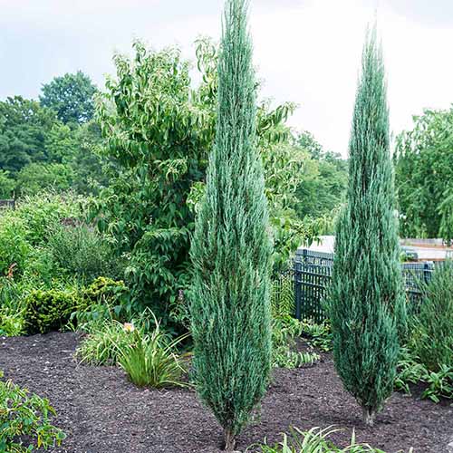 A close up square image of 'Blue Arrow' junipers growing in the landscape.