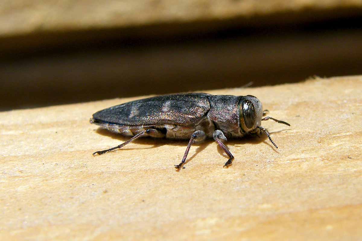 A close up horizontal image of a bronze borer adult on a wooden surface.