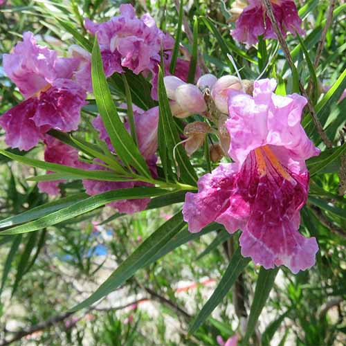 A close up square image of 'Bubba Jones' desert willow growing in the garden.
