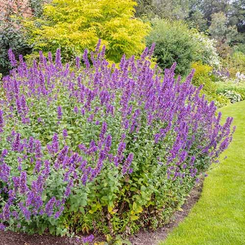 A square image of flowering catmint growing in a garden border.