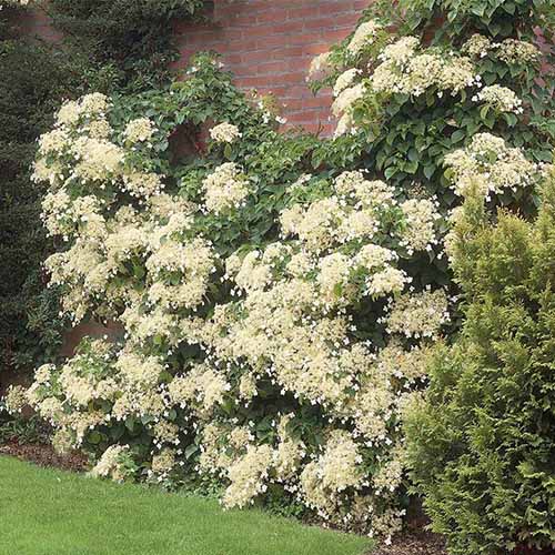 A close up square image of a climbing hydrangea growing on the side of a brick wal.