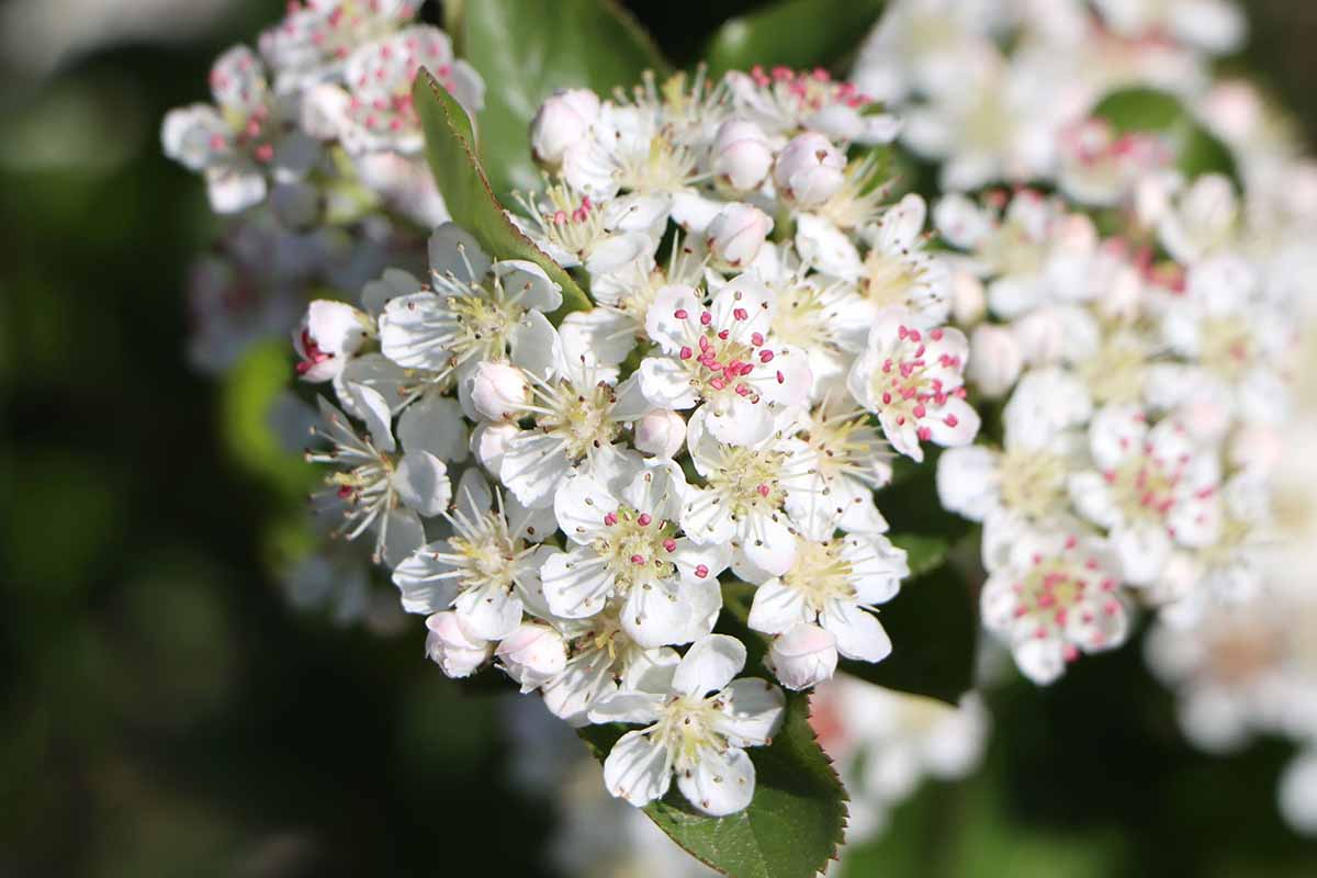 A close up horizontal image of a cluster of aronia flowers pictured on a soft focus background.