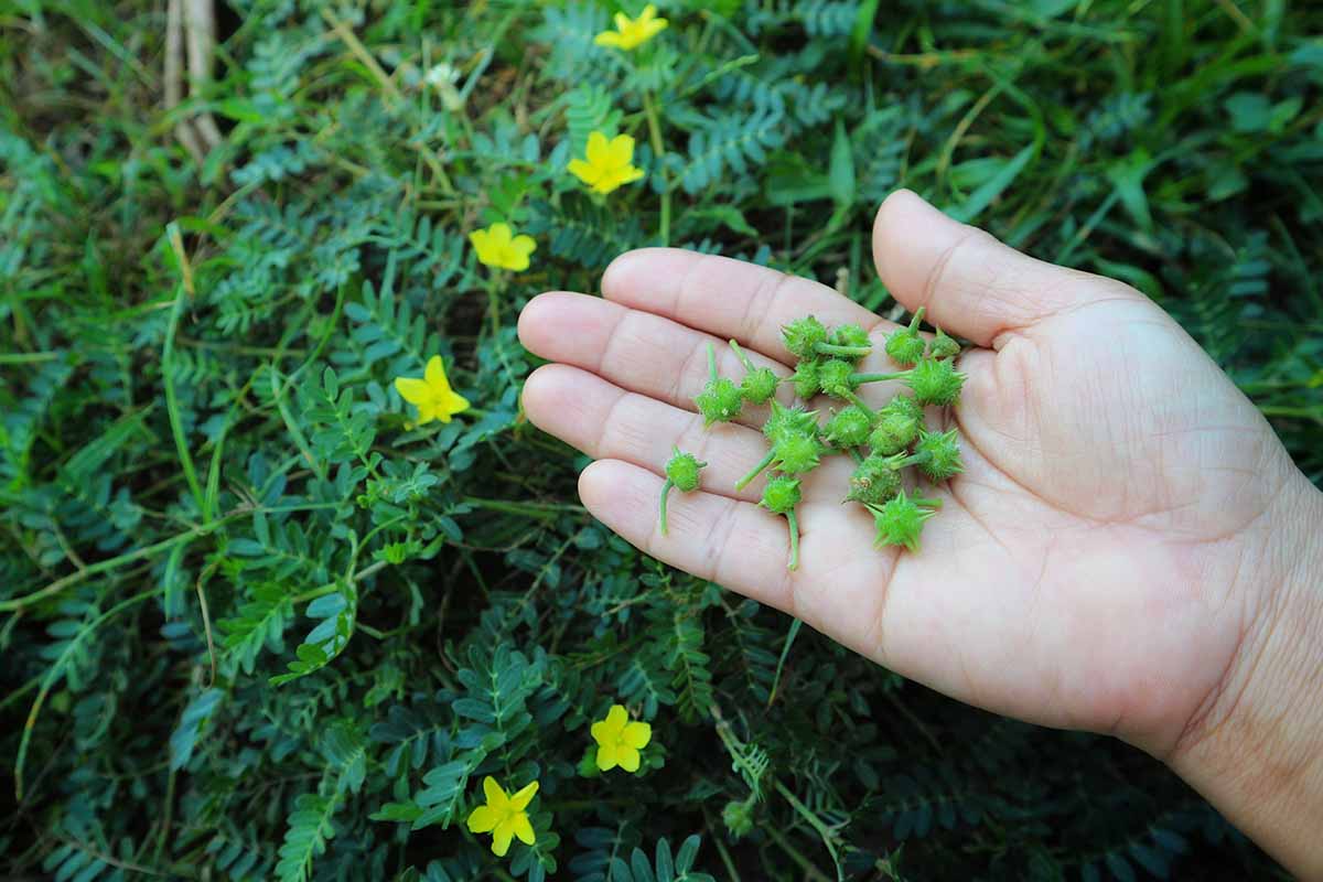 A close up, horizontal image of a hand from the right of the frame holding small green pods with foliage and yellow flowers in soft focus in the background.