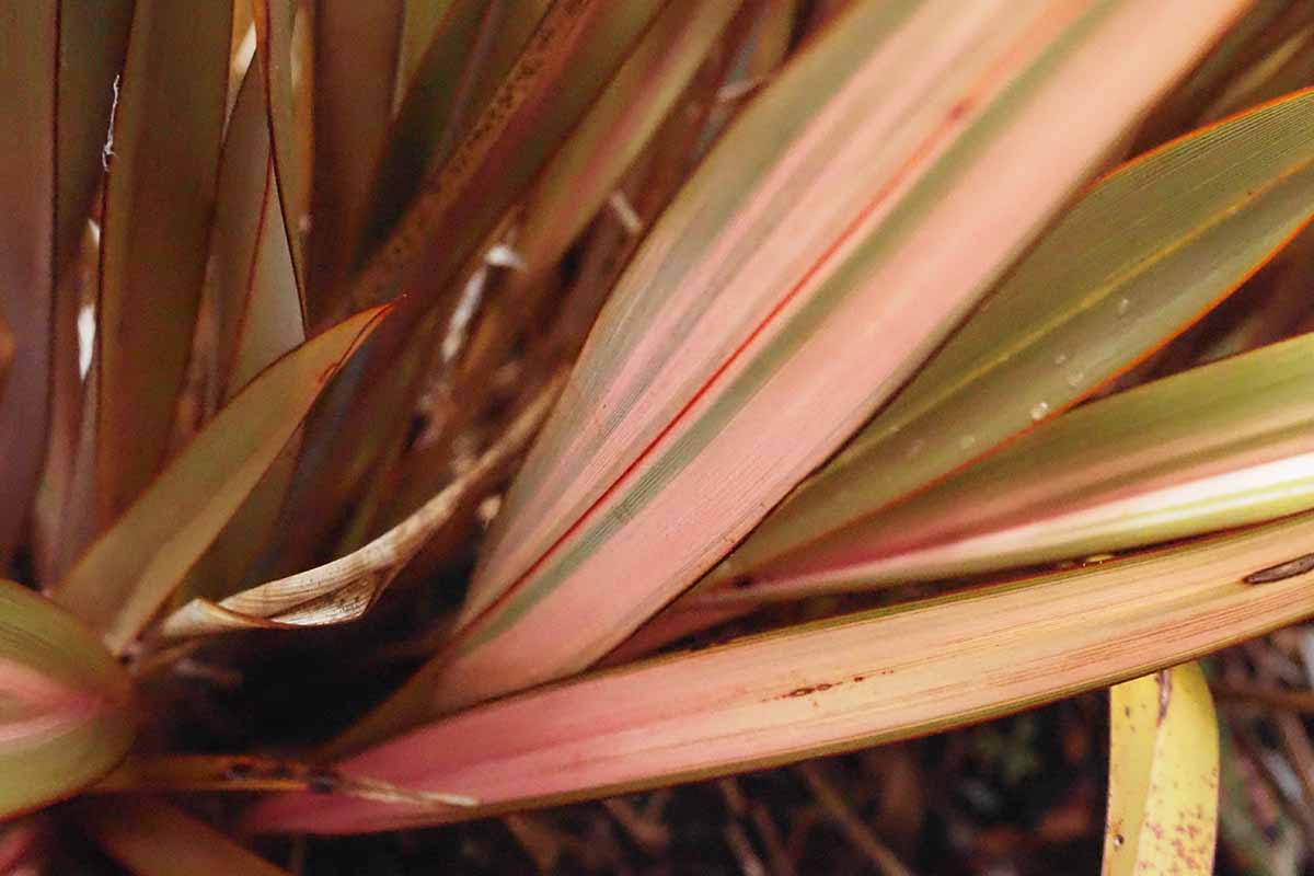 A close up horizontal image of the colorful leaves of New Zealand flax pictured on a soft focus background.
