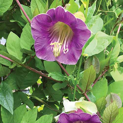 A close up of the light purple flowers of a cup and saucer vine with light green foliage in the background.