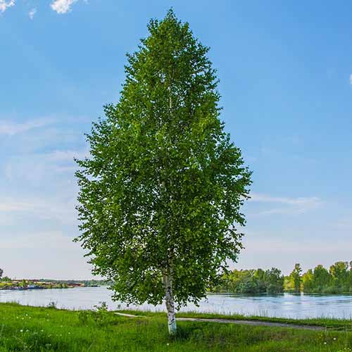 A square image of a Dakota pinnacle birch growing beside a river pictured on a blue sky background.