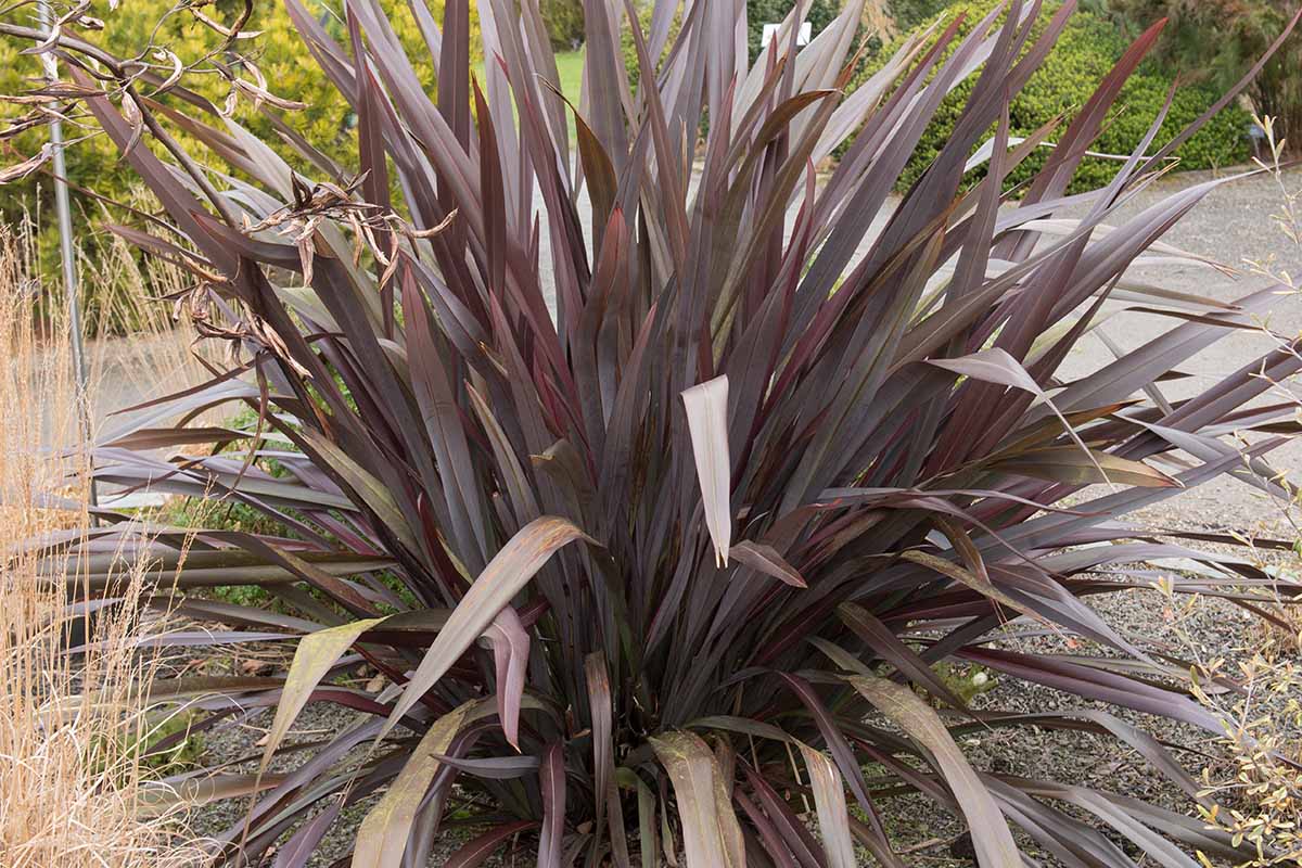 A close up horizontal image of Phormium tenax 'All Black' New Zealand flax growing in the garden.