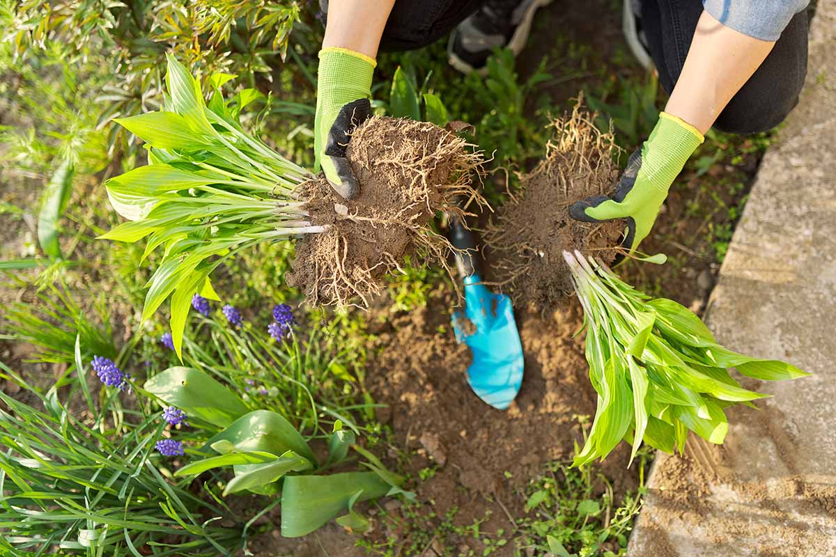 A close up horizontal image of a gardener dividing a perennial hosta plant.