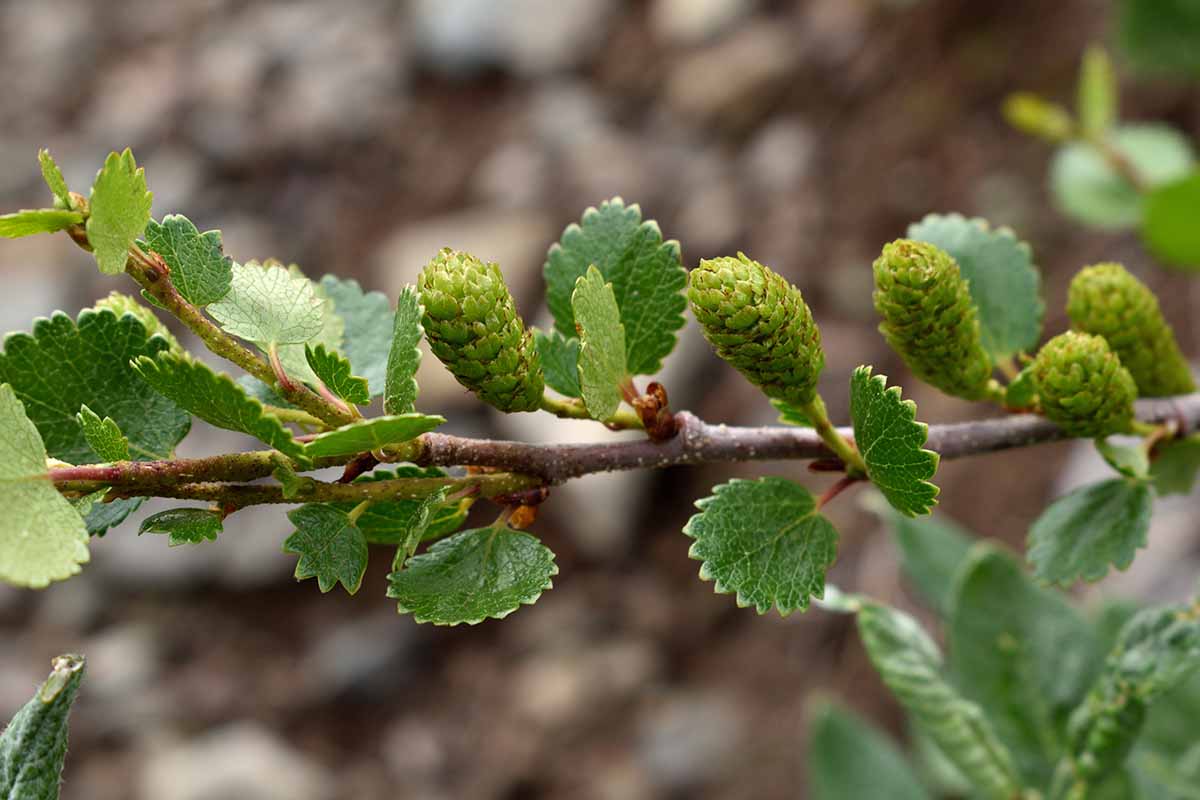 A close up horizontal image of the foliage and cones of a Betula nana pictured on a soft focus background.