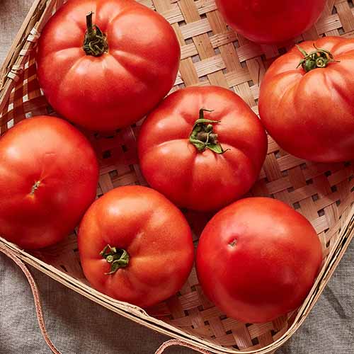 A close up square image of 'Early Girl' tomatoes set in a wicker basket.