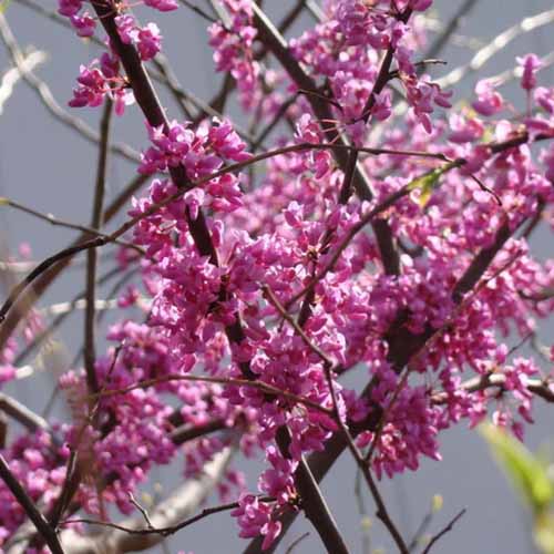A close up square image of eastern redbud flowers pictured on a soft focus background.