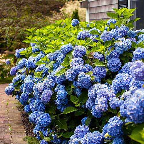 A close up square image of blue Endless Summer hydrangea growing in a border outside a house.