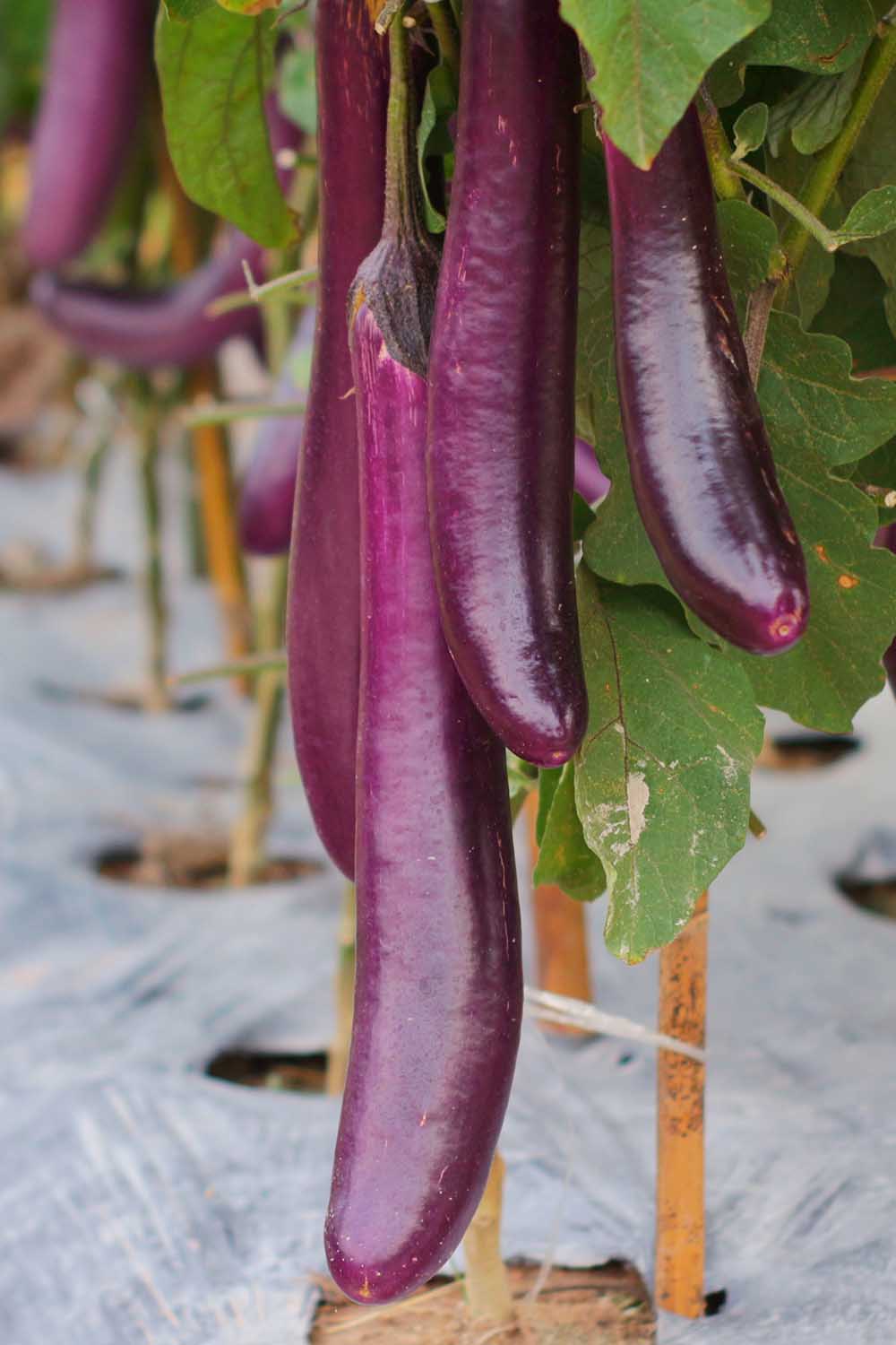 A close up vertical picture of an eggplant growing in the garden with long, thin purple fruit hanging down. At the base of the plant is plastic landscaping fabric.