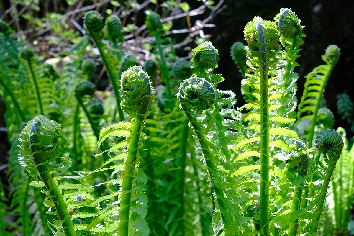 A close up horizontal image of the young fronds and fiddleheads of an ostrich fern growing in the garden.