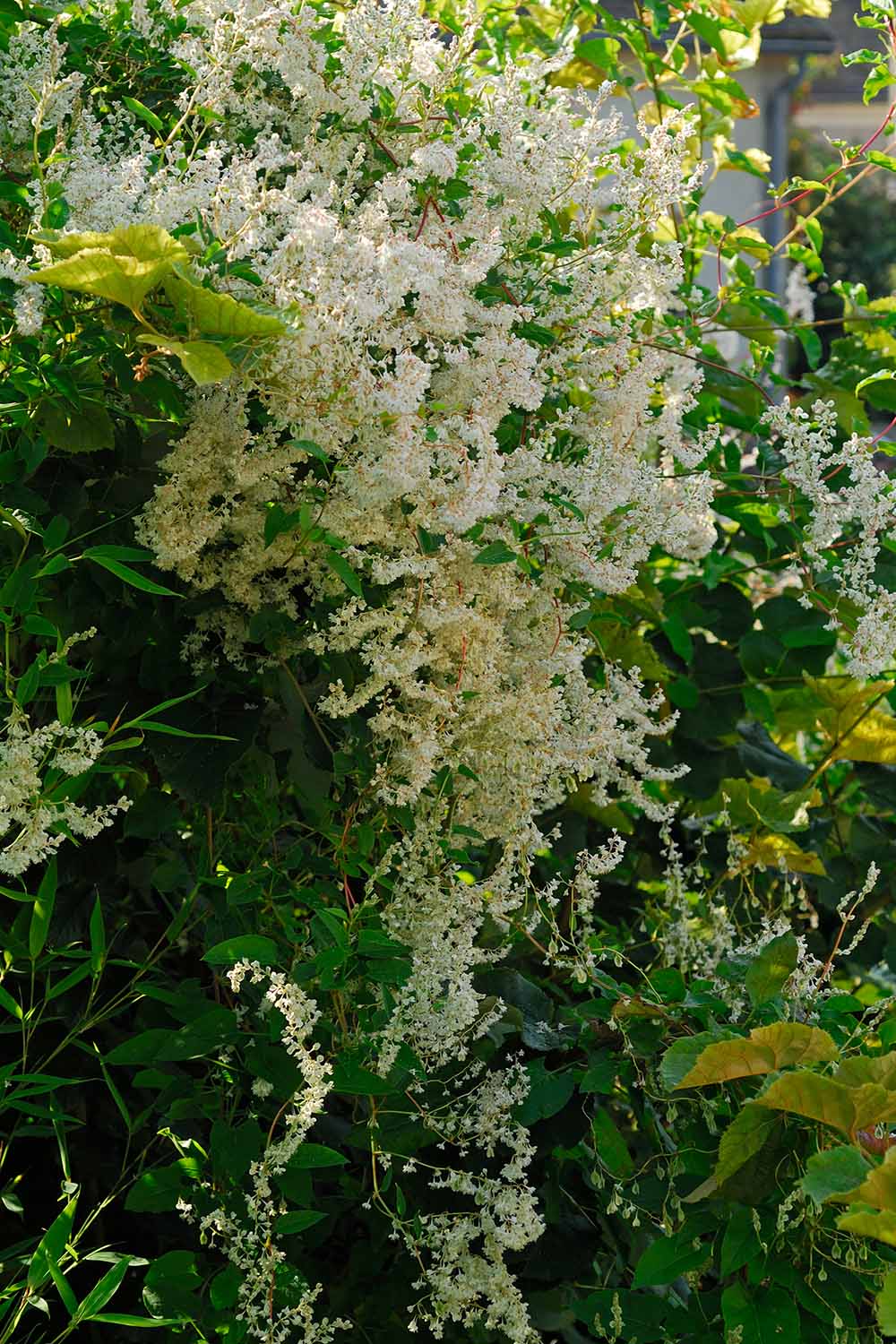 A close up vertical image of silver fleeceflower cascading over a wall.
