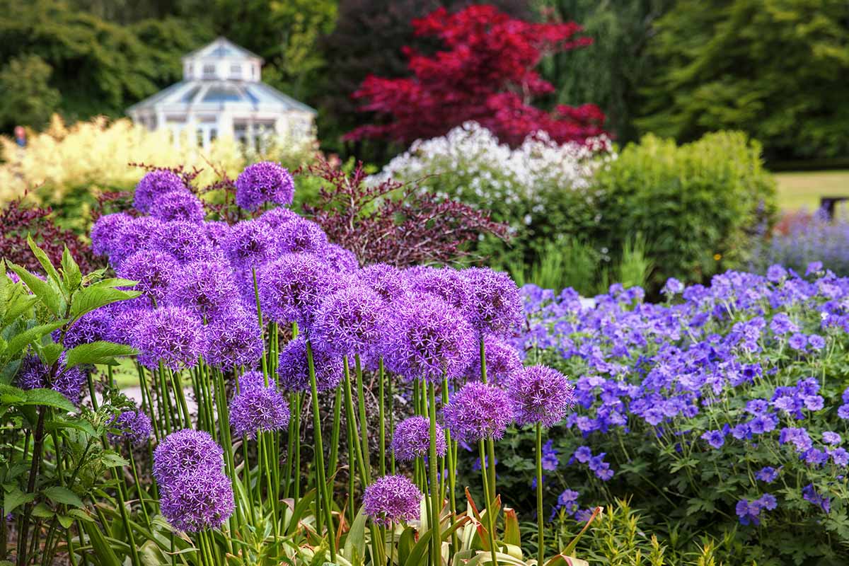 Purple flowering alliums growing in a botanical garden with trees and a building in soft focus in the background.