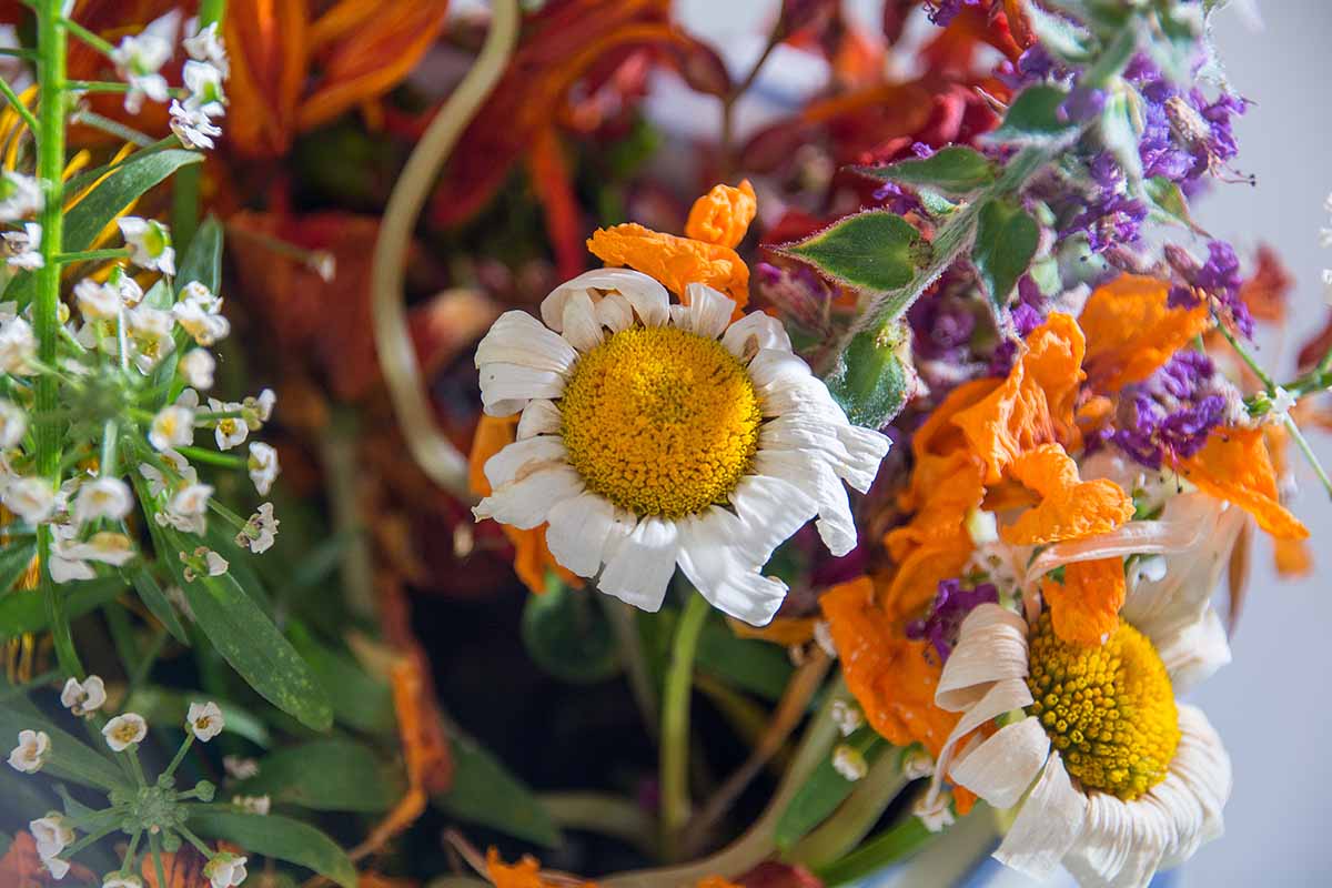 A close up horizontal image of blooms in a bouquet starting to fade.