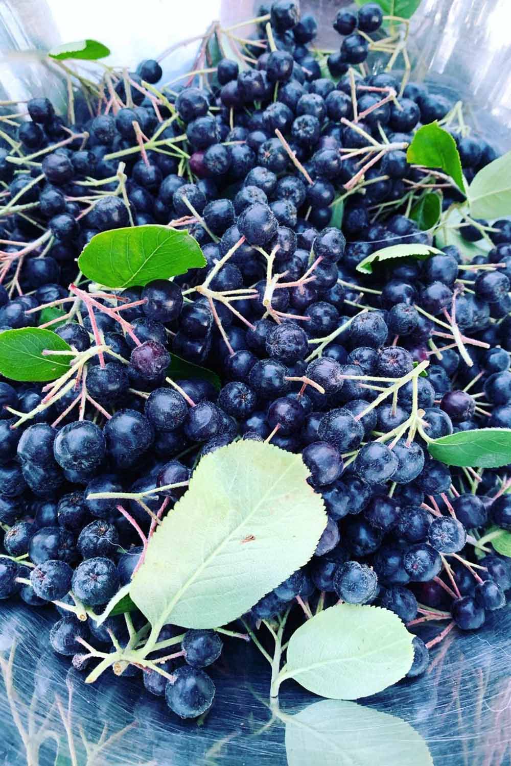A close up vertical image of freshly harvested black chokeberries in a basket.