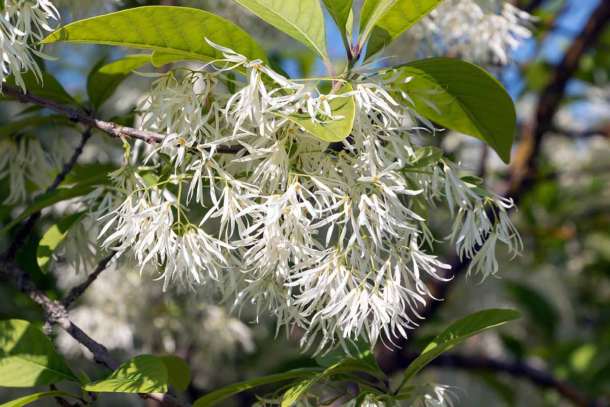 A close up horizontal image of the white flowers of a fringe tree growing in the garden, pictured in light sunshine.