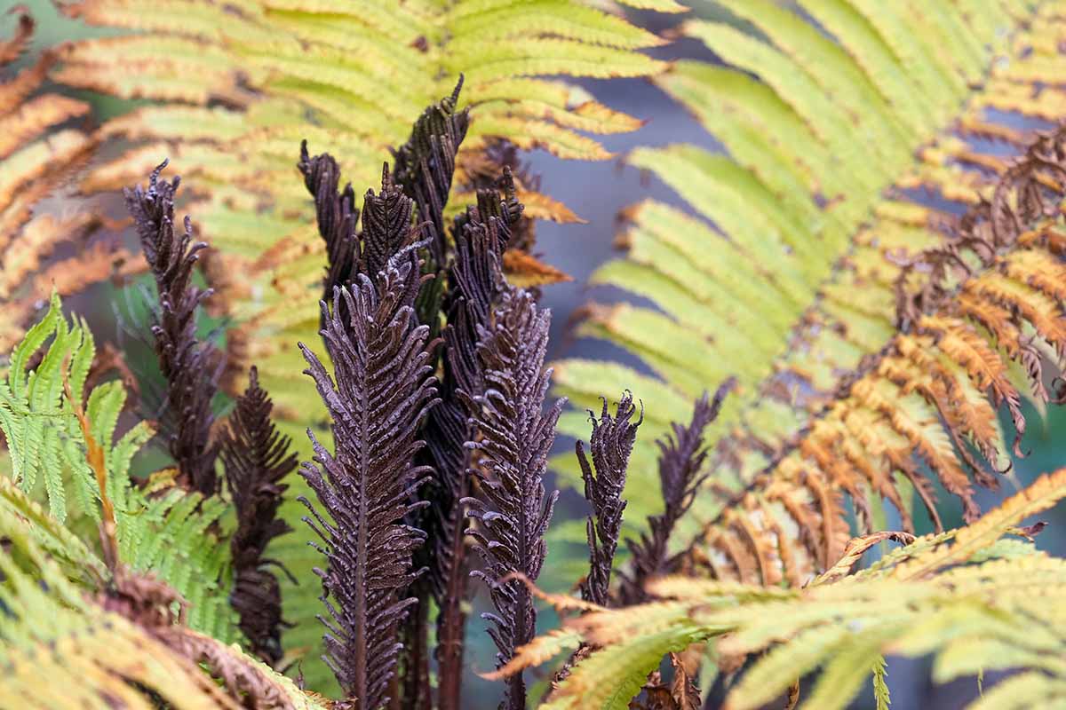 A close up horizontal image of an orchid fern (Matteuccia struthiopteris) with fronds dying back in fall.