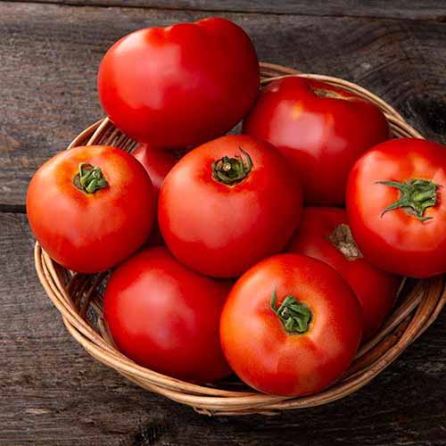 A close up square image of 'Galahad' F1 hybrid tomatoes in a wicker basket set on a wooden surface.