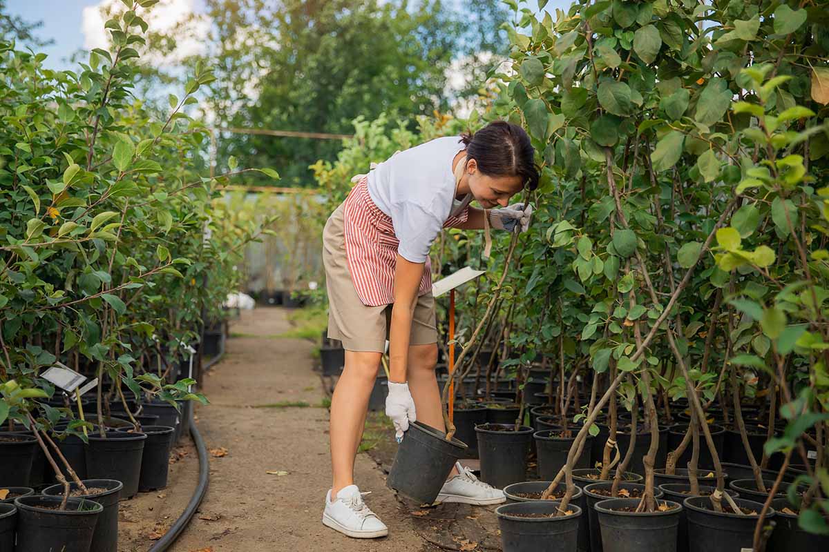A close up horizontal image of a gardener choosing from a selection of trees at a garden nursery.