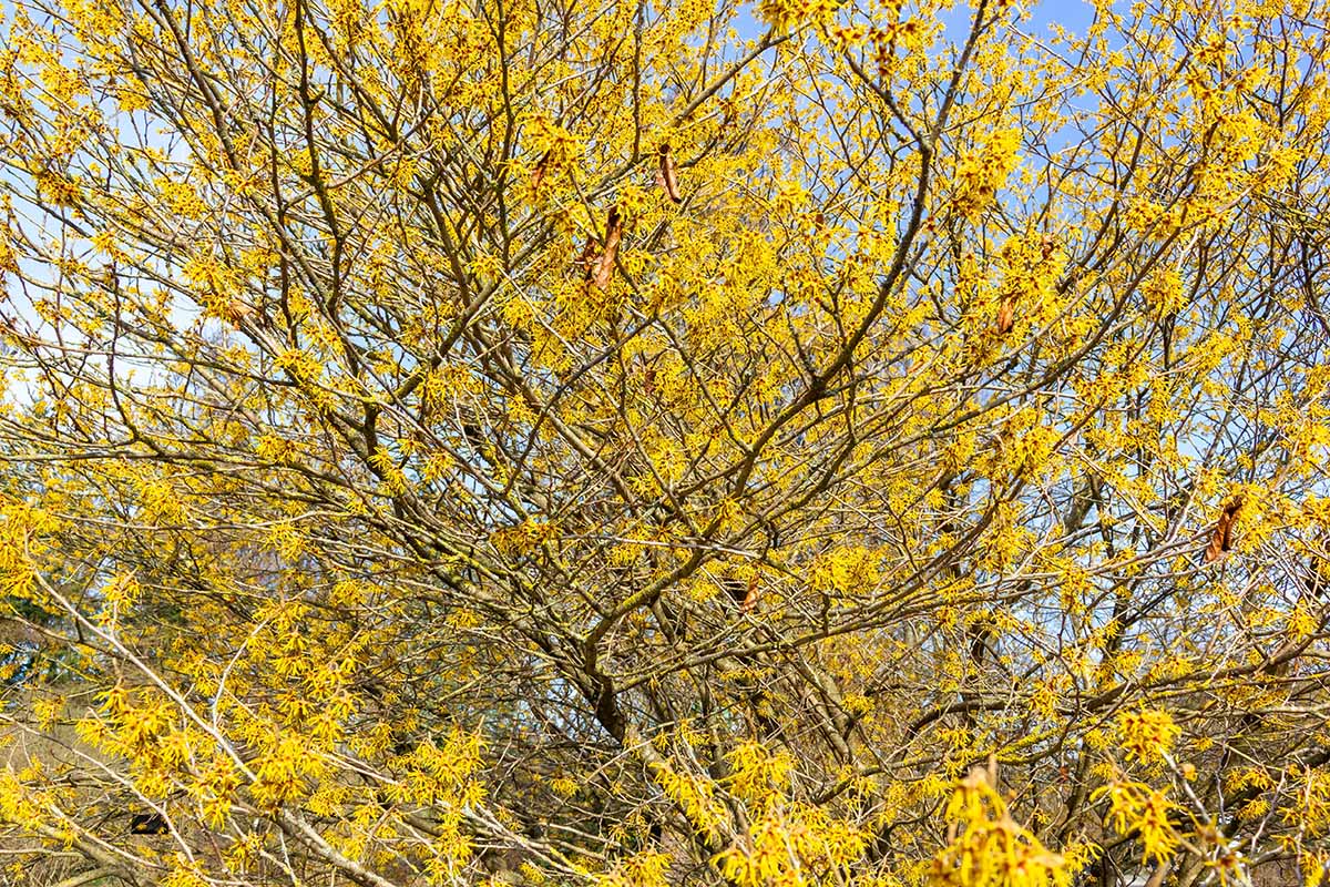 A horizontal image of witch hazel growing in the garden in covered in yellow flowers in winter.