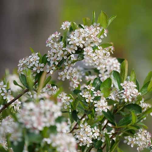 A close up square image of the flowers of a Ground Hug chokeberry growing in the garden pictured on a soft focus background.