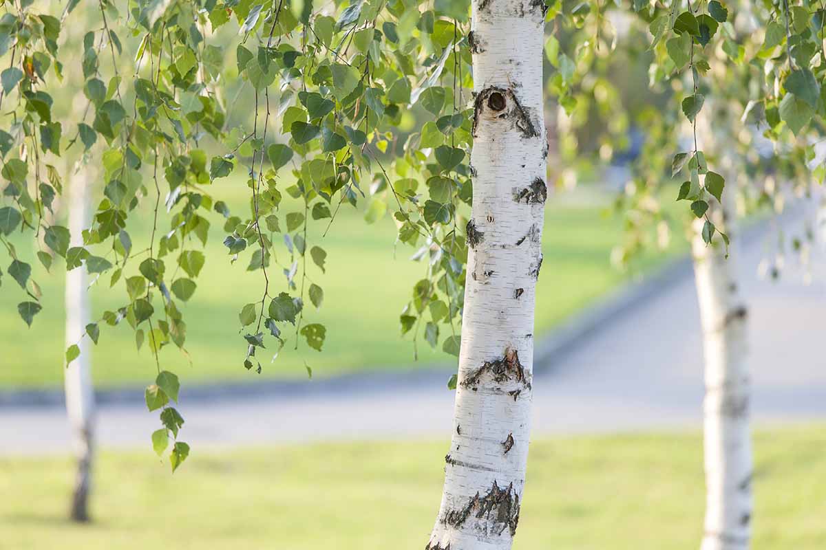 A close up horizontal image of birch trees growing in a park pictured on a soft focus background.