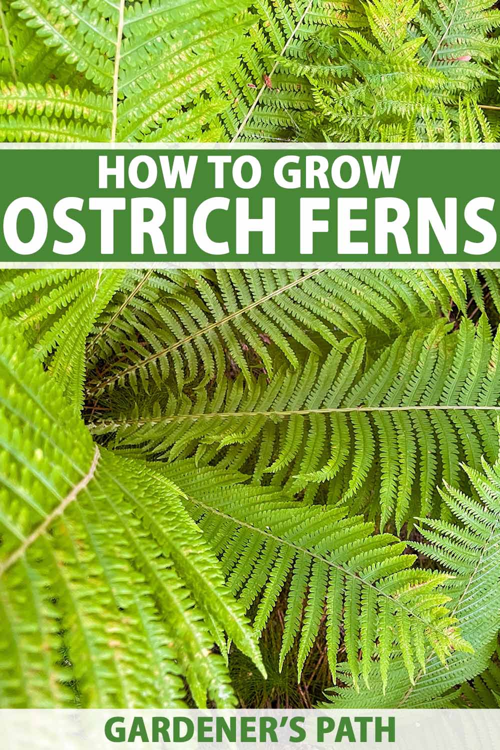 A close up vertical image of the fronds of an ostrich aka shuttlecock fern (Matteuccia struthiopteris) growing in the garden. To the top and bottom of the frame is green and white printed text.