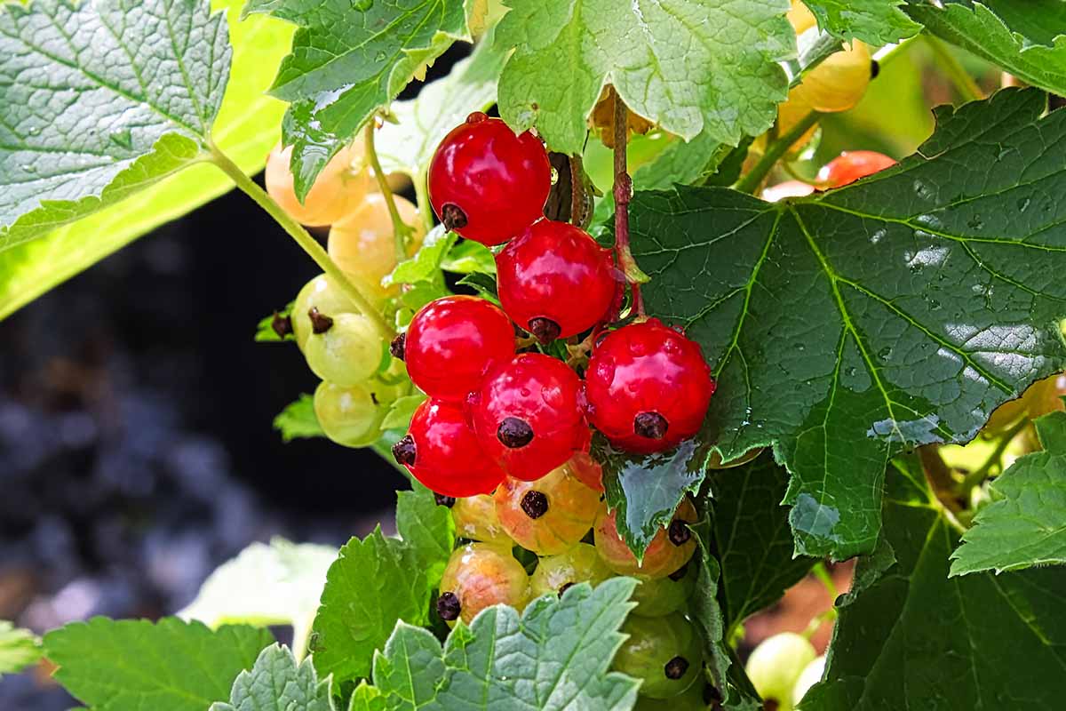 A close up horizontal image of red currants in various stages of development from ripe to ripening, surrounded by foliage in light sunshine.