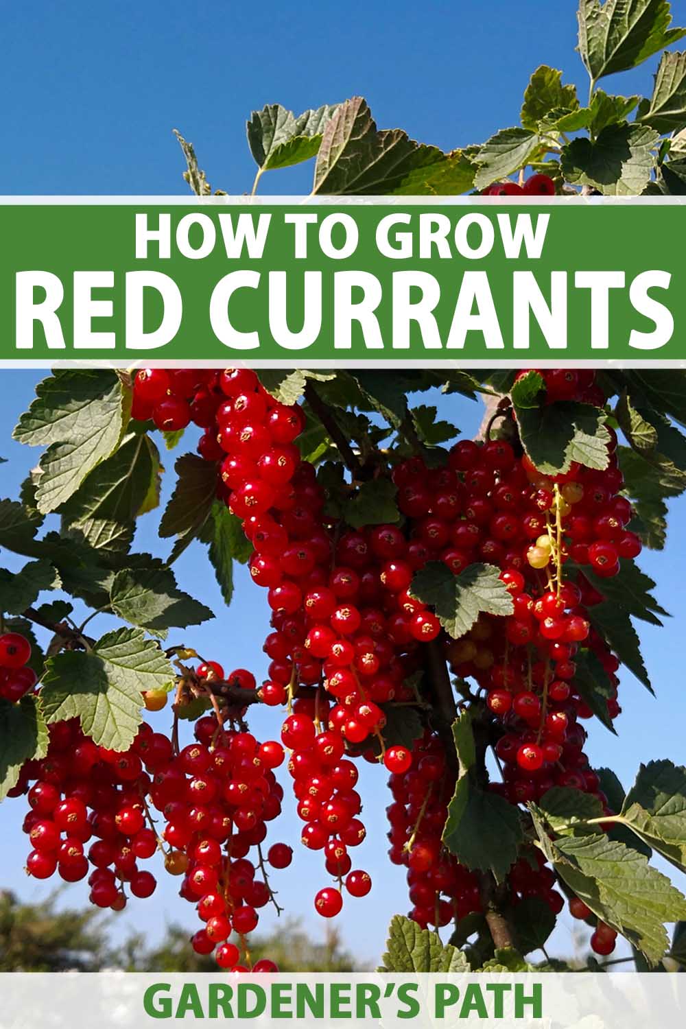 A close up vertical image of ripe, ready to harvest clusters of red currants growing on the shrub pictured in bright sunshine on a blue sky background. To the center and bottom of the frame is green and white printed text.