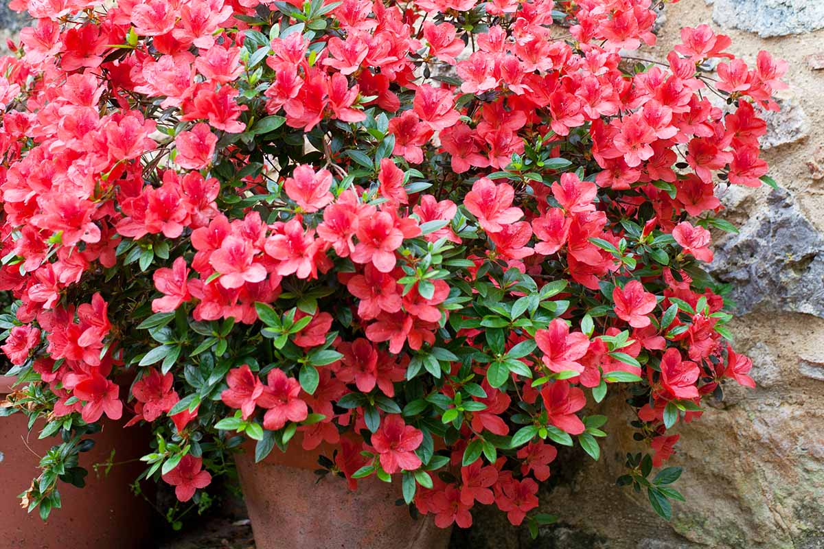 A close up horizontal image of a bright red azalea shrub growing in a container by a stone wall.