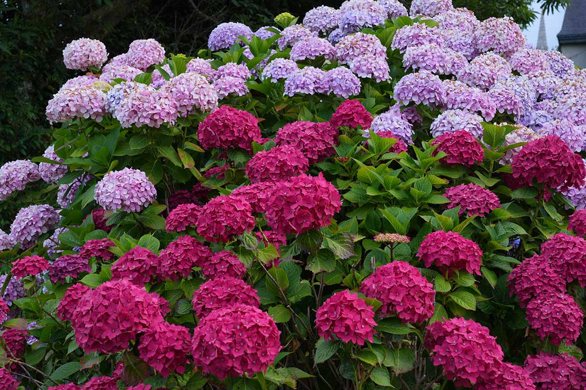 A close up horizontal image of deep pink and mauve hydrangea flowers growing in the garden.