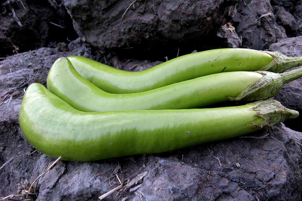 A close up of three small green eggplant fruits, harvested and placed on a dark rocky surface.