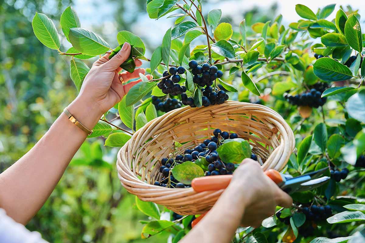 A close up horizontal image of a gardener picking black chokeberries from the shrub pictured in light sunshine.