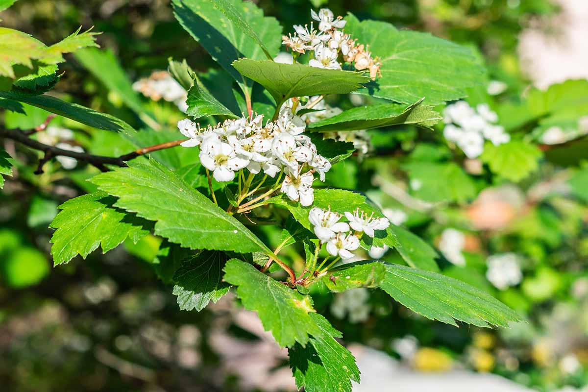 A close up horizontal image of hawthorn in full bloom growing in the garden pictured in light sunshine.