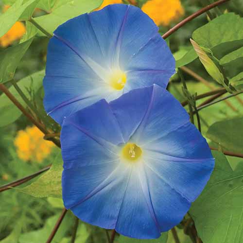 A close up square image of 'Heavenly Blue' morning glory flowers growing in the garden.