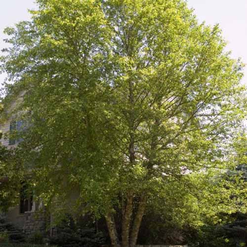 A square image of a large Heritage tree picture growing outside a residence.