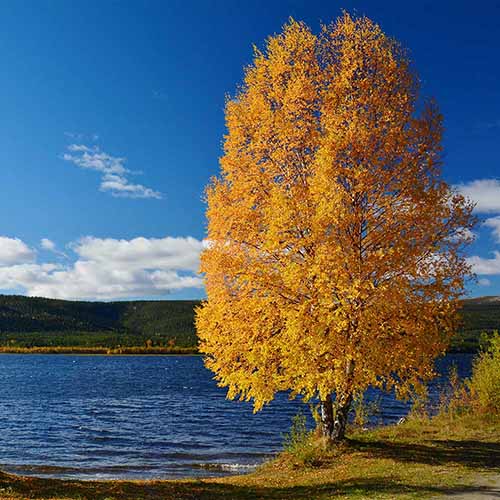 A square image of a 'Heritage' river birch tree growing beside a lake pictured on a blue sky background.