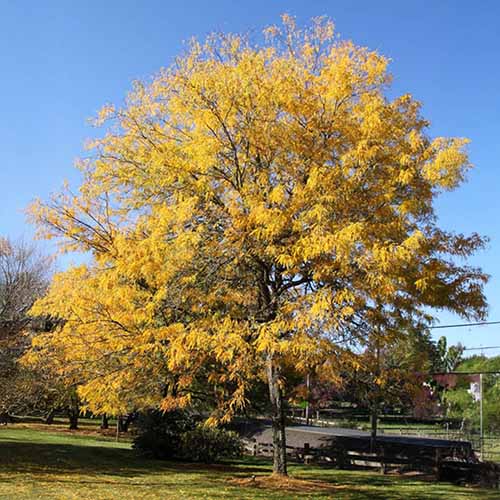 A square image of a honey locust growing in the landscape pictured on a blue sky background.
