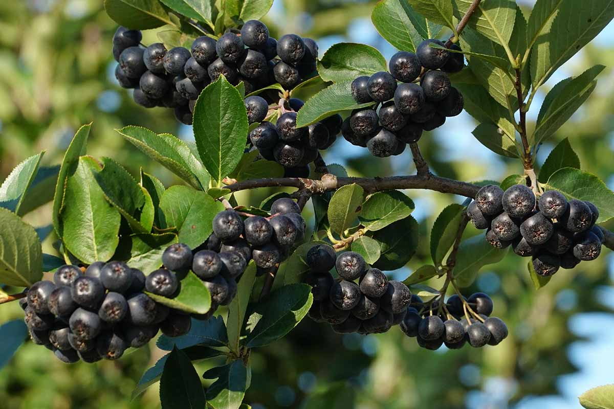 A close up horizontal image of clusters of black chokeberries (Aronia) growing in the garden, ripe and ready for harvest.