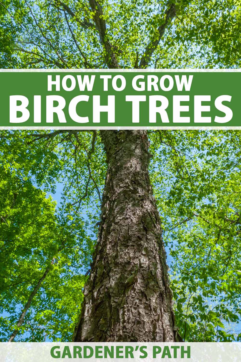 A vertical image of a view into the canopy of a large mature birch tree, with blue sky in the background. To the top and bottom of the frame is green and white printed text.