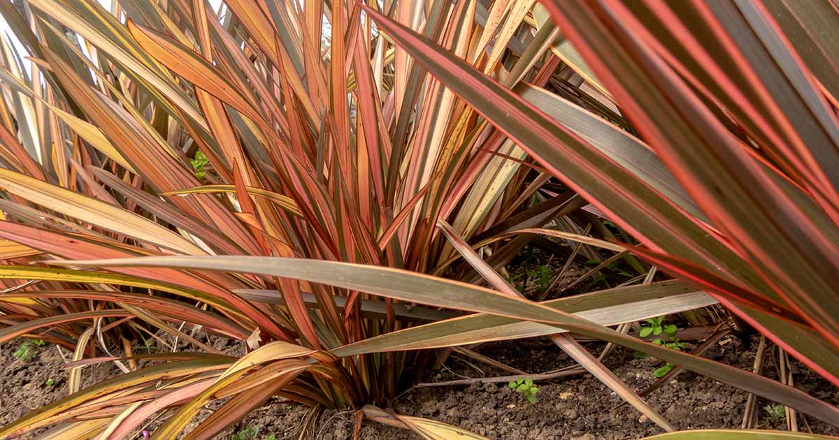 Learn How to Grow and Care for New Zealand Flax