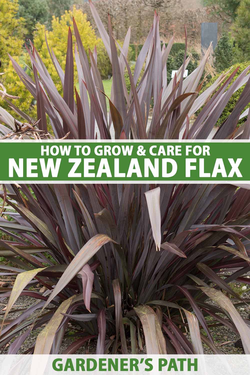 A close up vertical image of a large New Zealand flax plant growing in a garden border with dark purple foliage. To the center and bottom of the frame is green and white printed text.